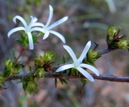 Wahlenbergia albens, witmuistepelkaroo