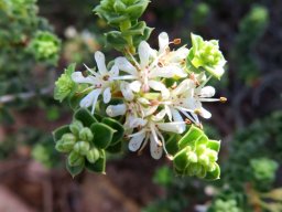 Agathosma martiana flowers and buds