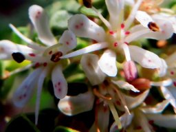 Agathosma martiana stamens and styles