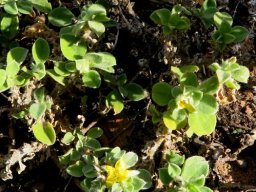 Aizoon glinoides covering some ground