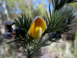 Aspalathus kougaensis flower and leaves