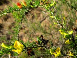 Aspalathus spinosa subsp. spinosa flowering branches