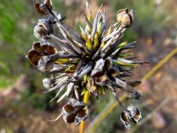 Bobartia orientalis subsp. orientalis after flowering