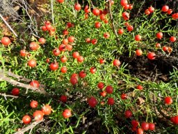 Chironia baccifera, a plant full of stories