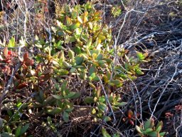 Crassula cultrata after flowering