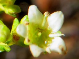 Diosma prama flower
