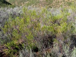 Diosma prama in renosterveld