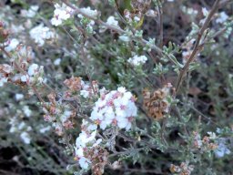 Eriocephalus africanus var. paniculatus