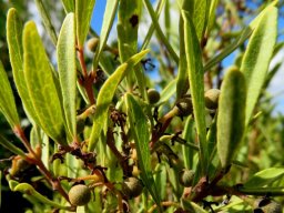 Euclea crispa subsp. crispa green fruit