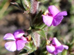 Muraltia squarrosa flowers and leaves