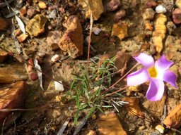 Oxalis ciliaris var. ciliaris narrow leaflets, broad petals