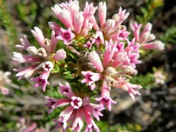 Phylica lachneaeoides, the pinkstar hardleaf