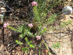 Phylica lachneaeoides