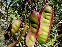 Schotia latifolia colourful pods