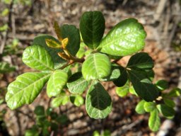 Searsia incisa var. effusa, the rub-rub currant