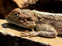 Agama watching you!