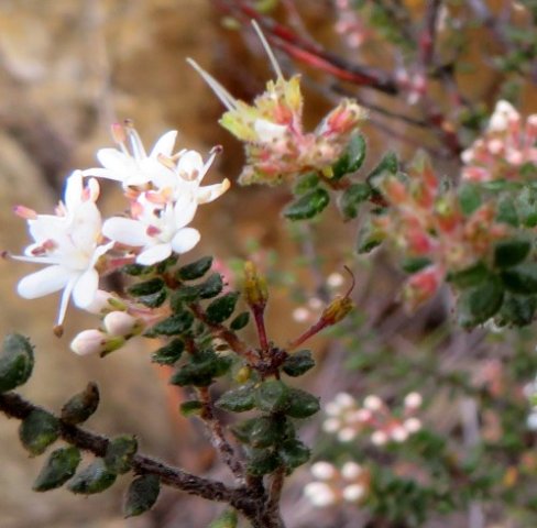 Agathosma ovata