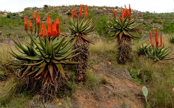 Aloe ferox