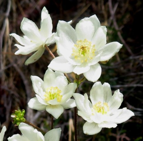 Anemone fanninii, the giant wild anemone