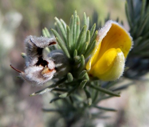 Aspalathus kougaensis old and new flower