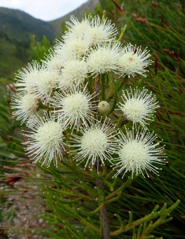 Brunia noduliflora floral balls with protrusions