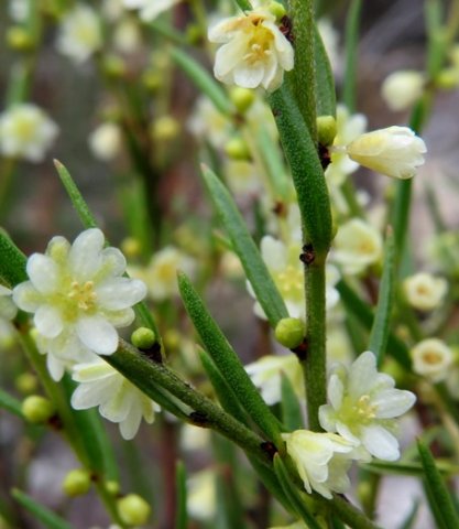 Clutia ericoides