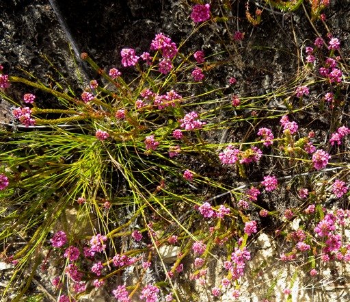 Erica cubica var. cubica many plants