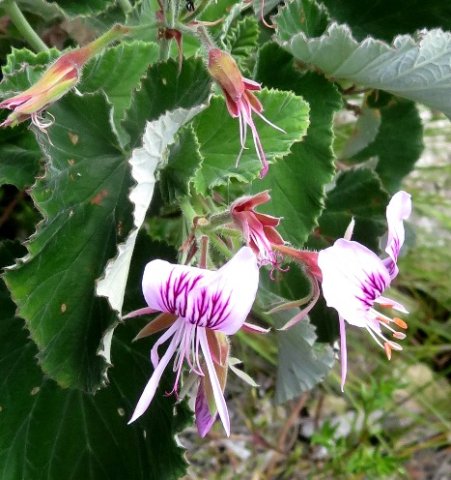 Pelargonium cordifolium