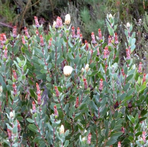 Protea mundii flowerheads at similar height