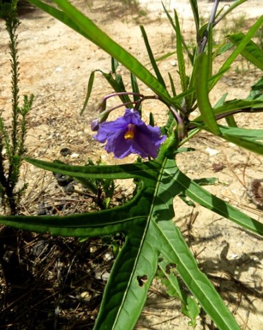 Solanum laciniatum, the kangaroo apple 