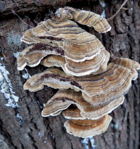 Trametes versicolor