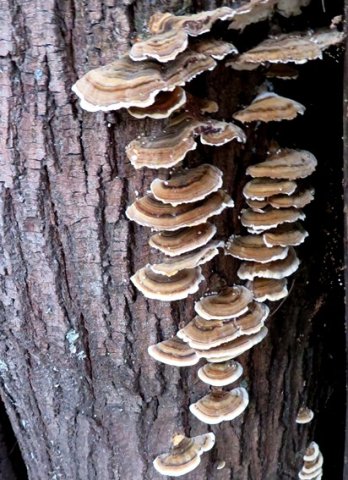 Trametes versicolor growing well