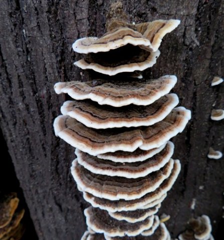 Trametes versicolor vertical rank