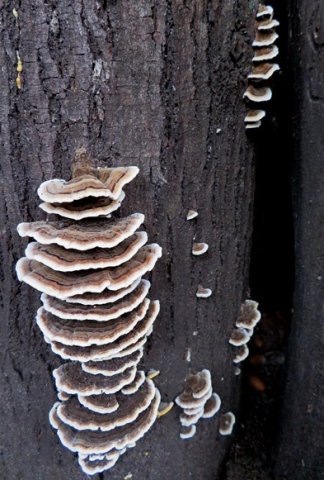 Trametes versicolor ambitious mushrooms