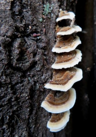 Trametes versicolor wide white edges