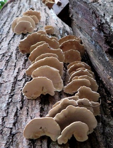 Trametes versicolor from below