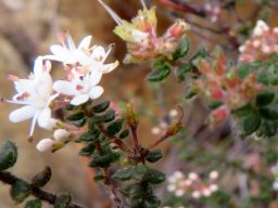 Agathosma ovata