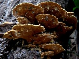 Bracket fungus from below