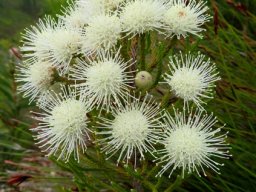 Brunia noduliflora floral balls with protrusions