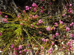 Erica cubica var. cubica many plants