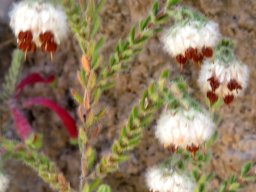 Erica lanata or woolly heath