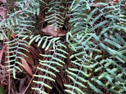 Gleichenia polypodioides spreading fronds