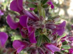 Indigofera flabellata 