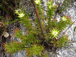 Leucadendron uliginosum late, stem-base growth