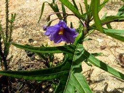 Solanum laciniatum, the kangaroo apple 