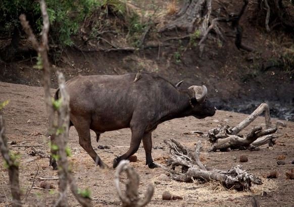 Buffalo and oxpecker