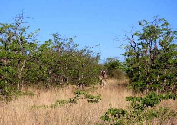 Zebra among mopane