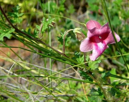 Dicerocaryum senecioides