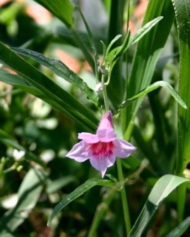Sesamum alatum flower and leaves