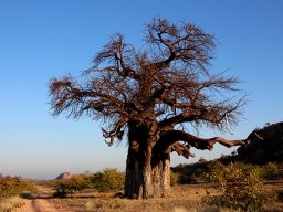 Adansonia digitata, the dominant feature